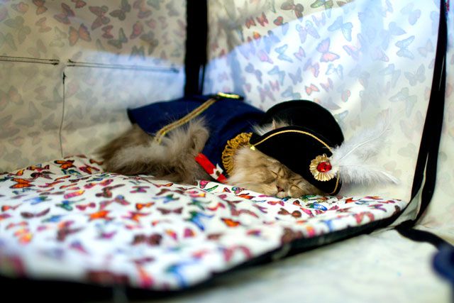 Sleepy Napolean cat